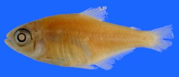 Media type: image; Ichthyology 20688